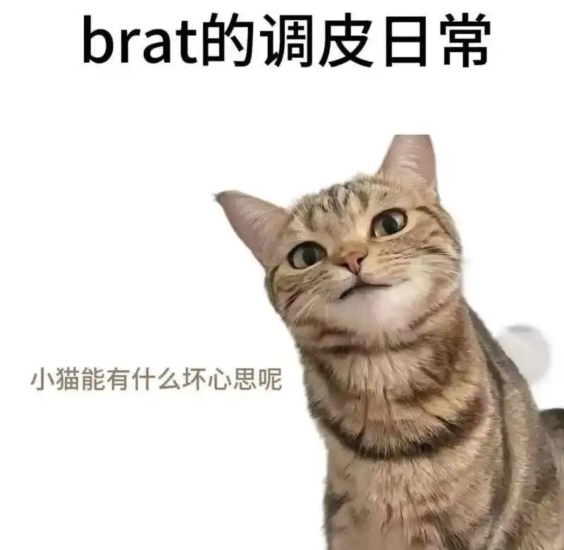 【西檬之家】K9是什么?BDSM犬类扮演入门指南